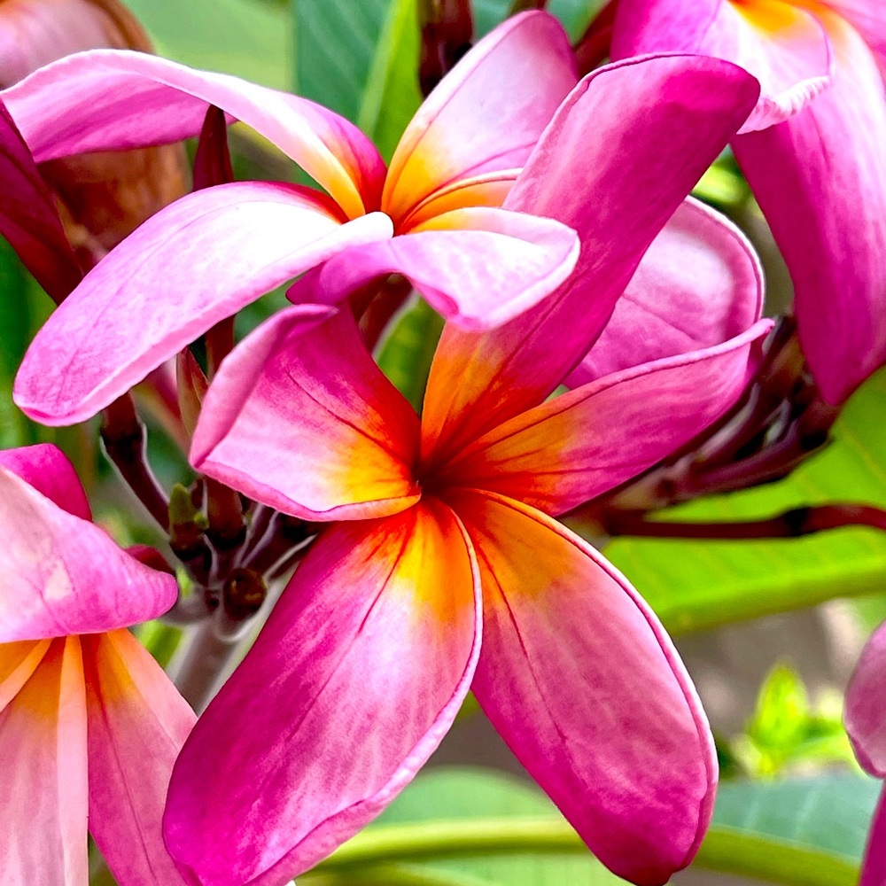 Extra shipping discounts available!